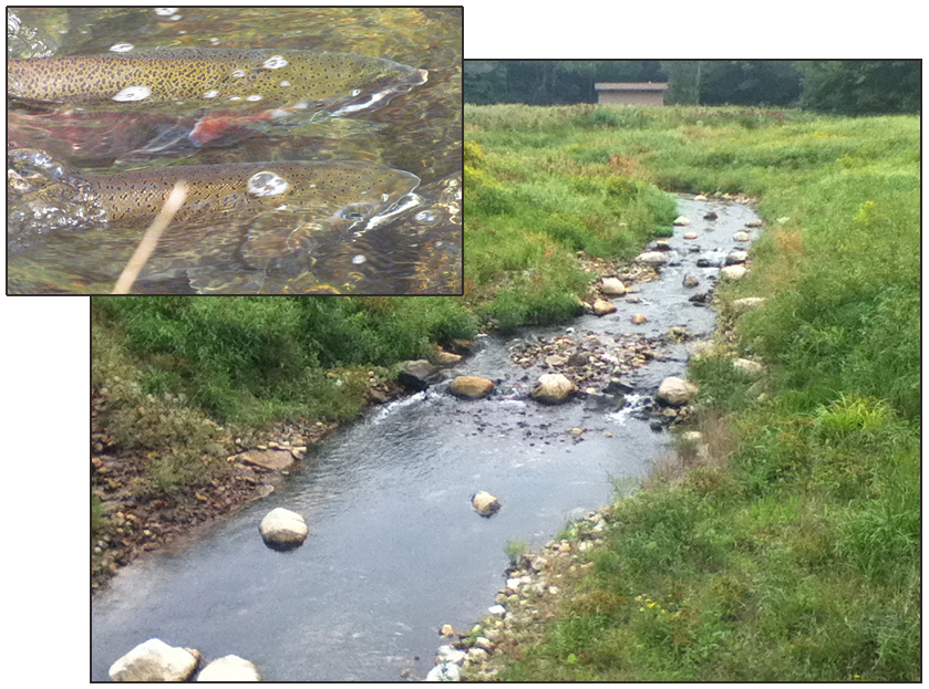 Main picture: stream running through a field, showing restored stream habitat.  Inset: Close up of two rainbow trout in stream